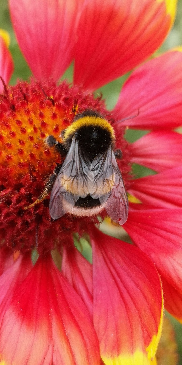 Wildbiene / Hummel auf roter Blüte