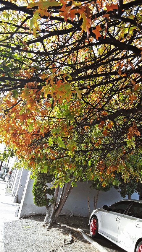 Fall Colors