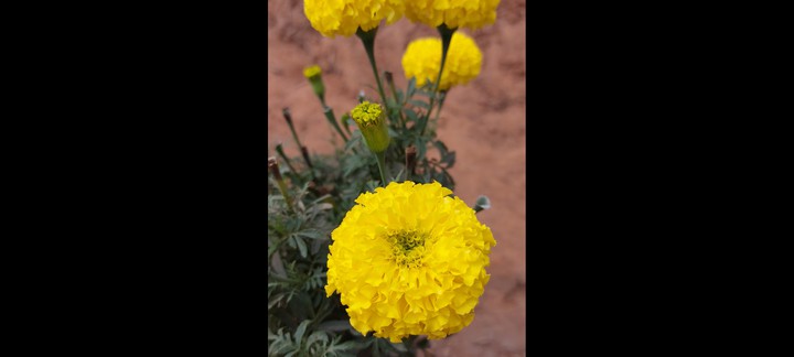 my garden
