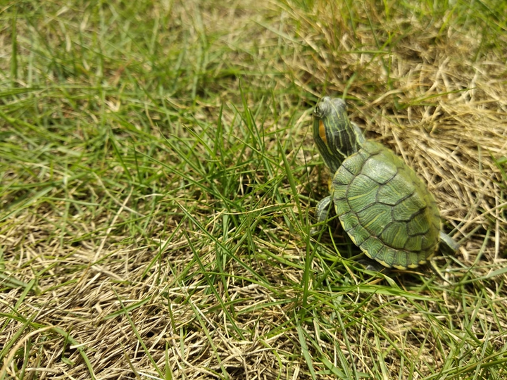 tortoise