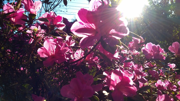 luz e flores
