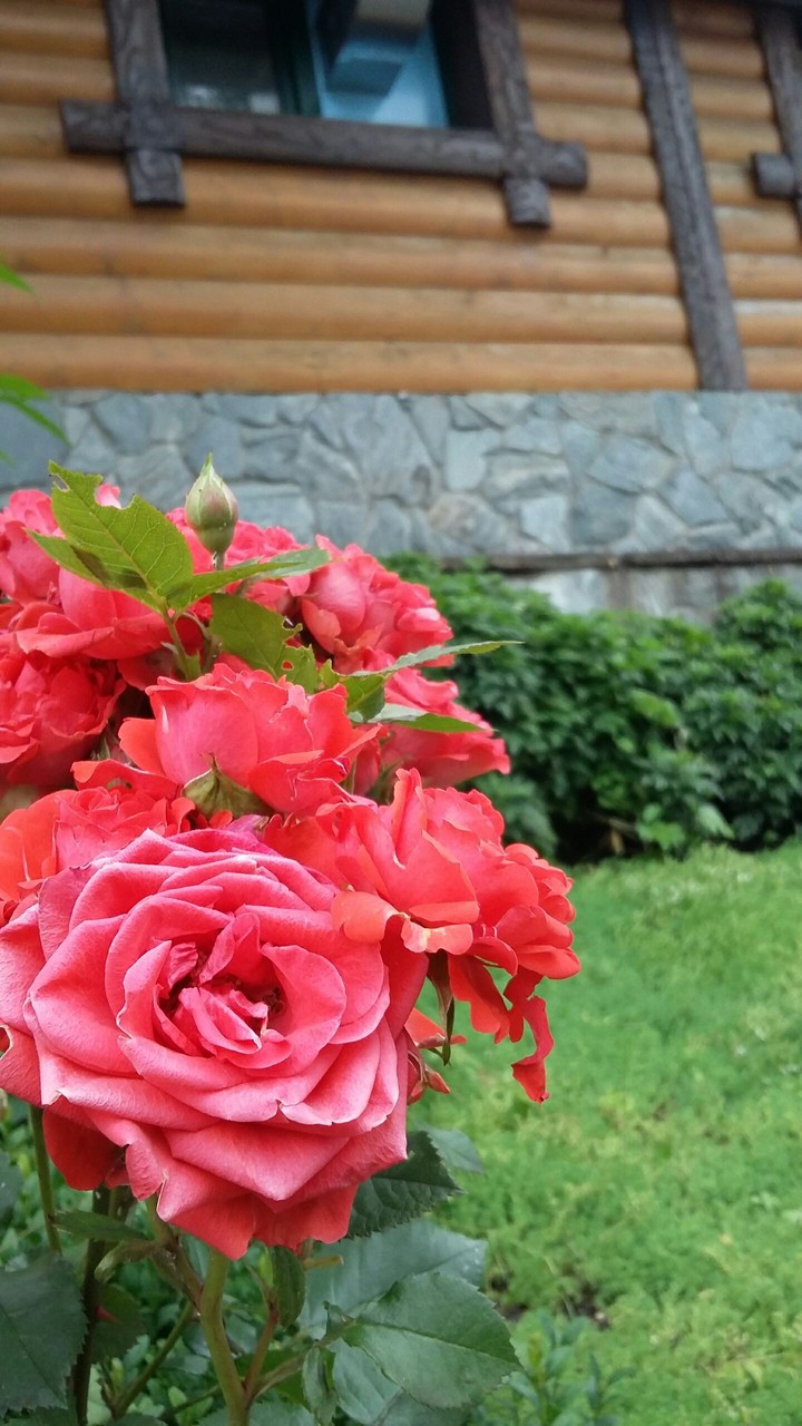 розовые розы