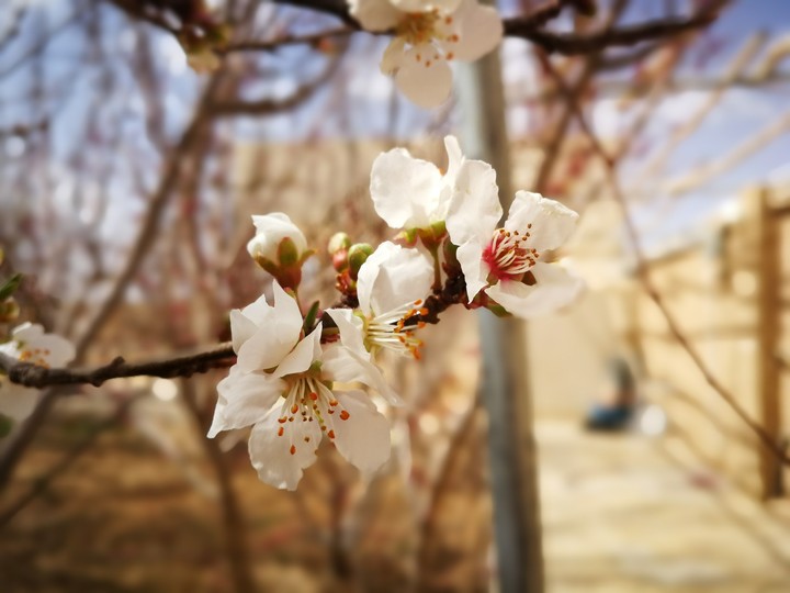 spring's beauty