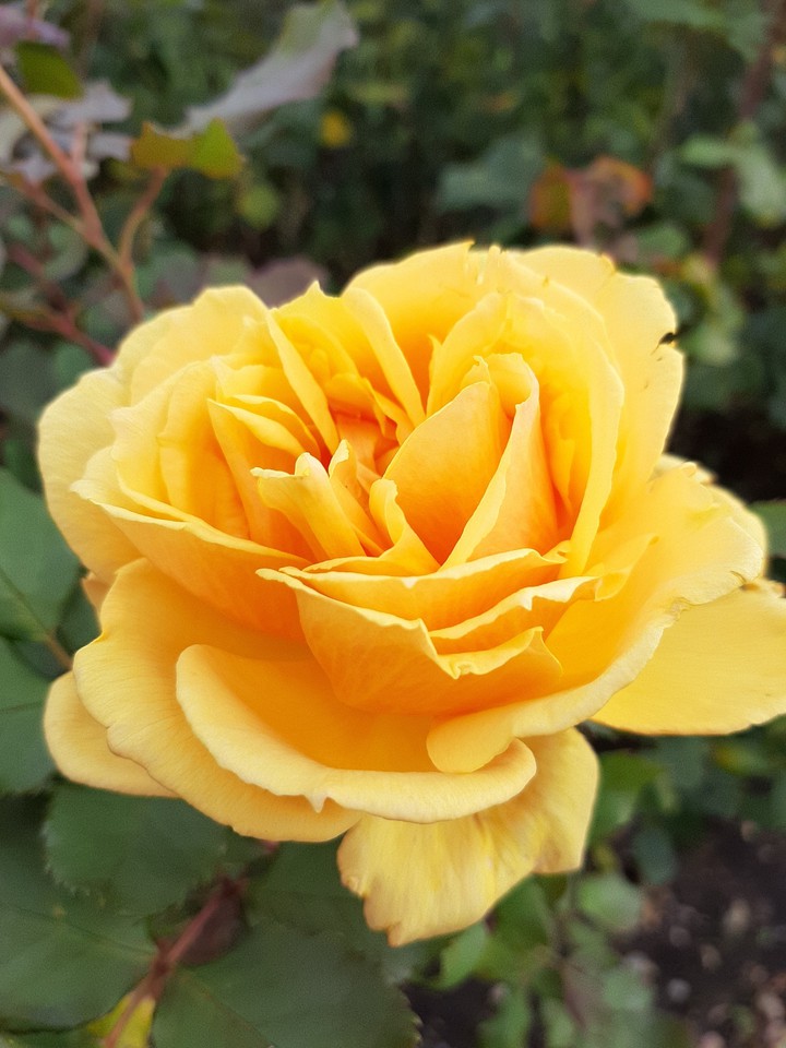 rose