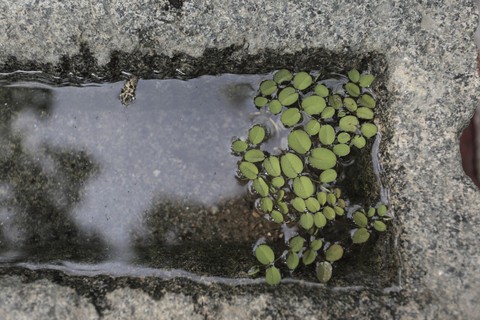 Plant