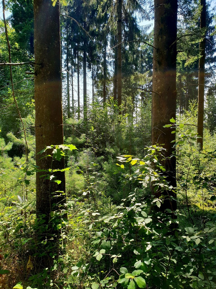 Forest