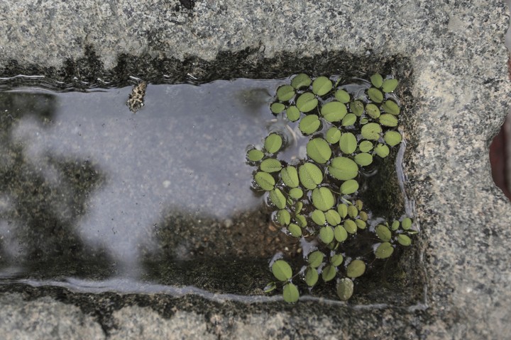 Plant