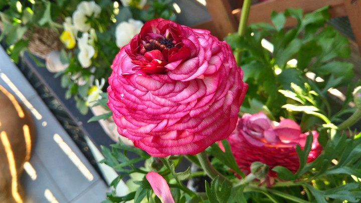 Flower :)