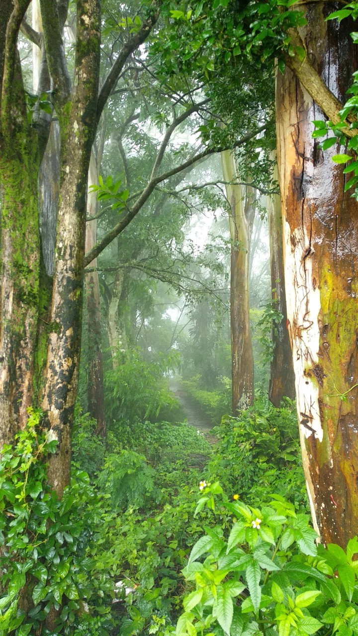 nature