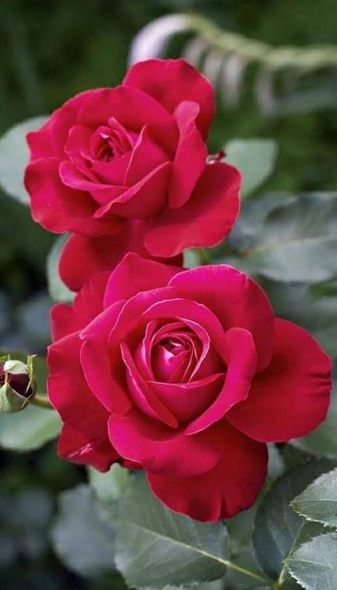 Pink roses.