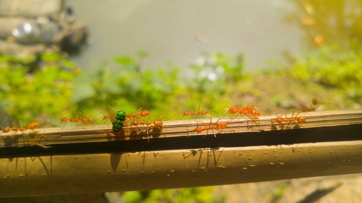 Ants