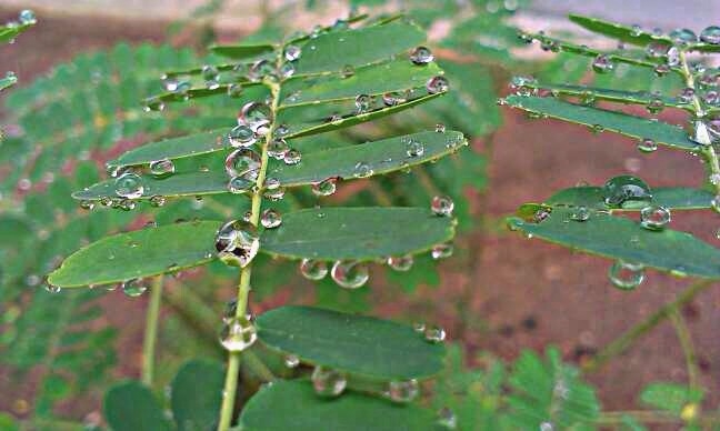 water drop on leaves