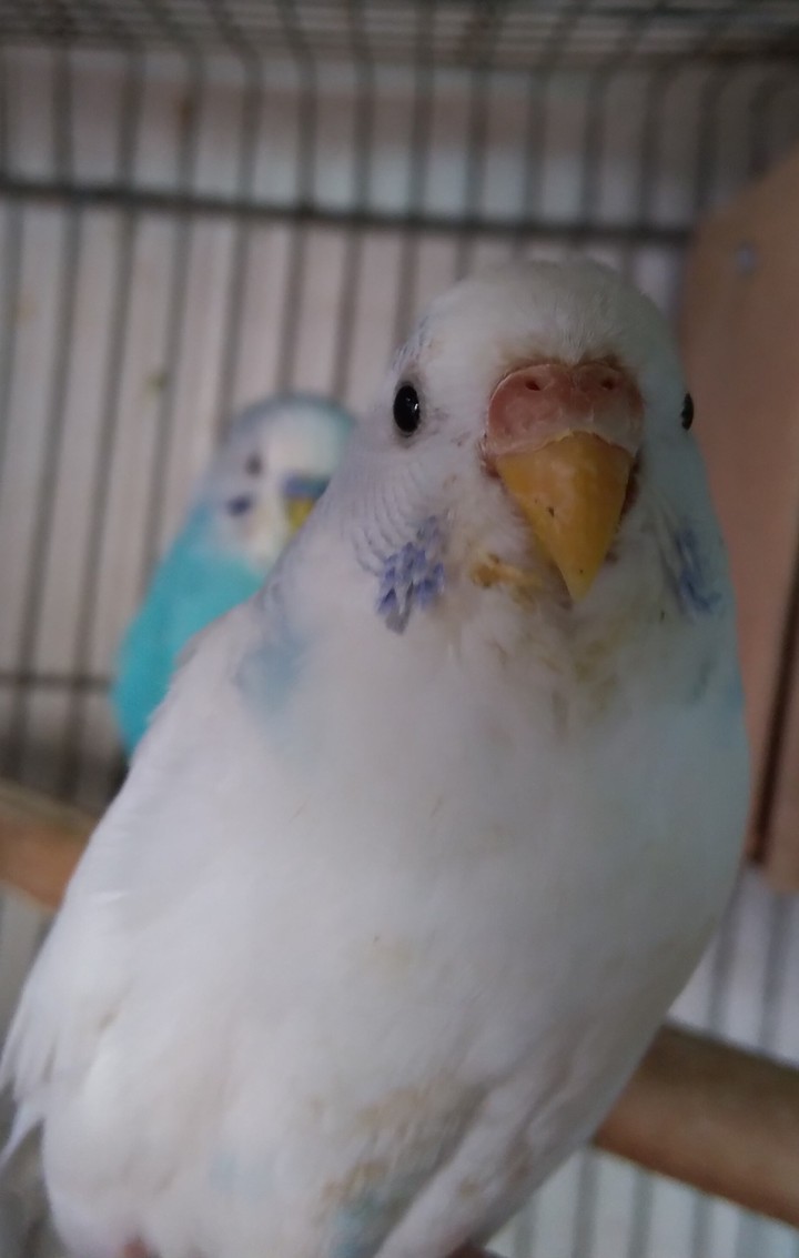 love birds