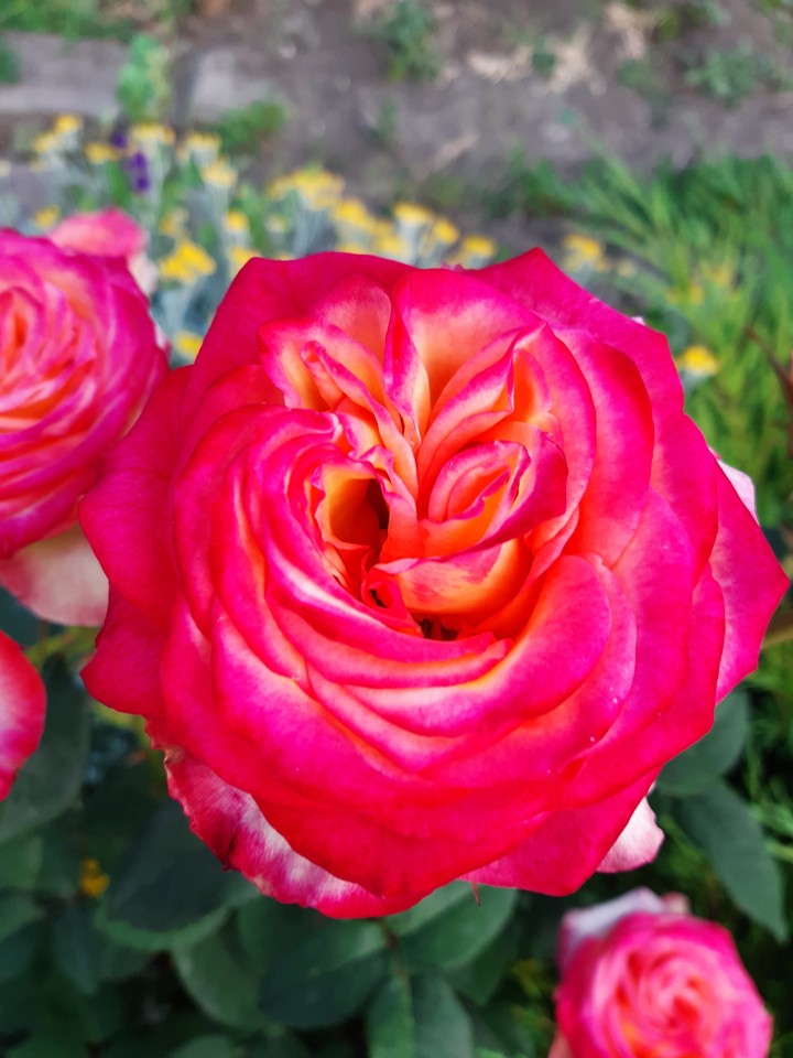 lovely flower