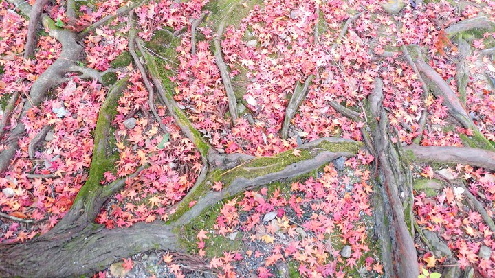 木の根っこと紅葉の絨毯 Autumn leaves carpet and tree roots