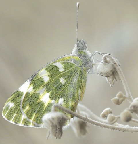 sfondi butterfly, lepidoptera
