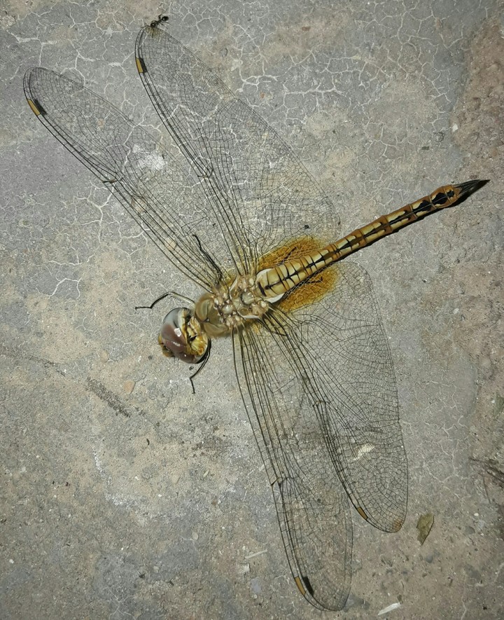dragonfly