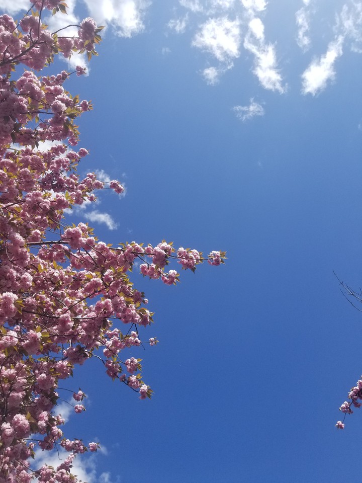 Cherry Blossoms