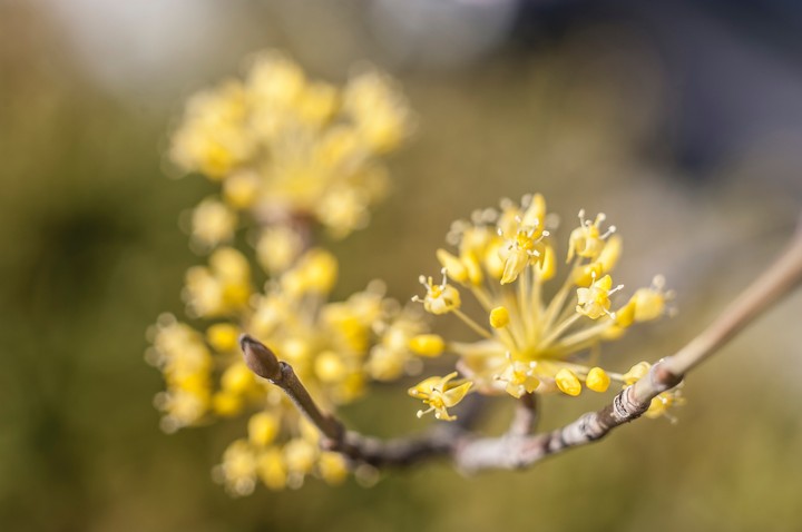 spring flower