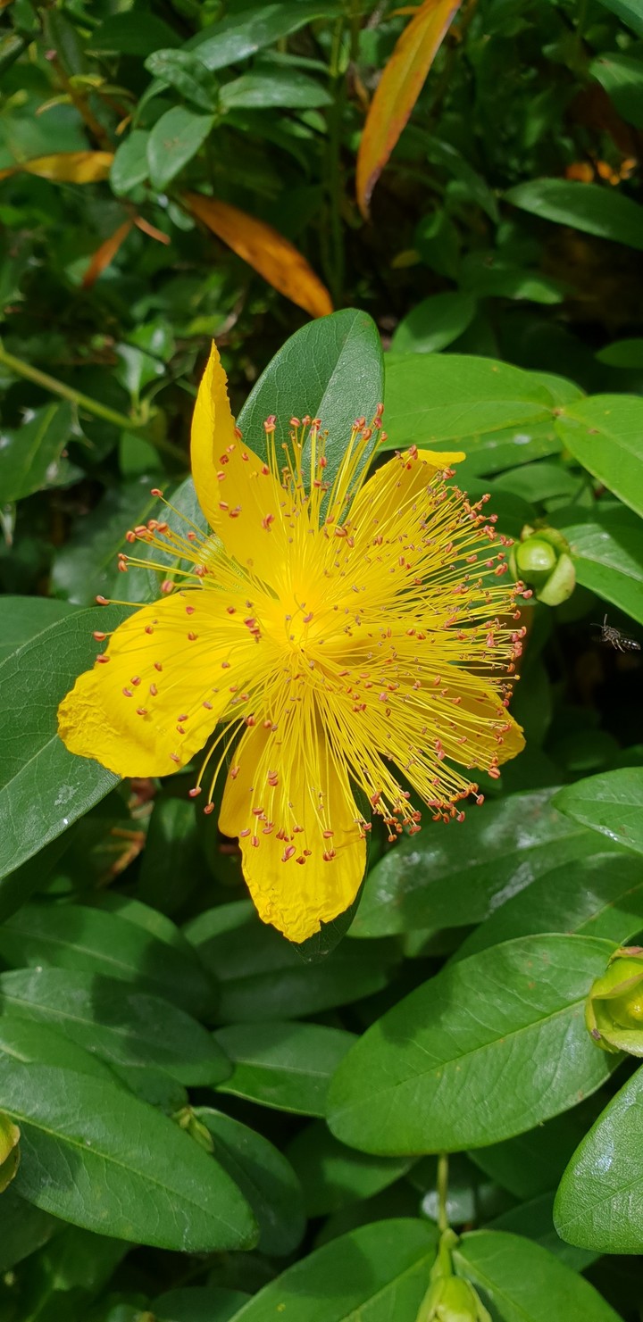 yellow flower