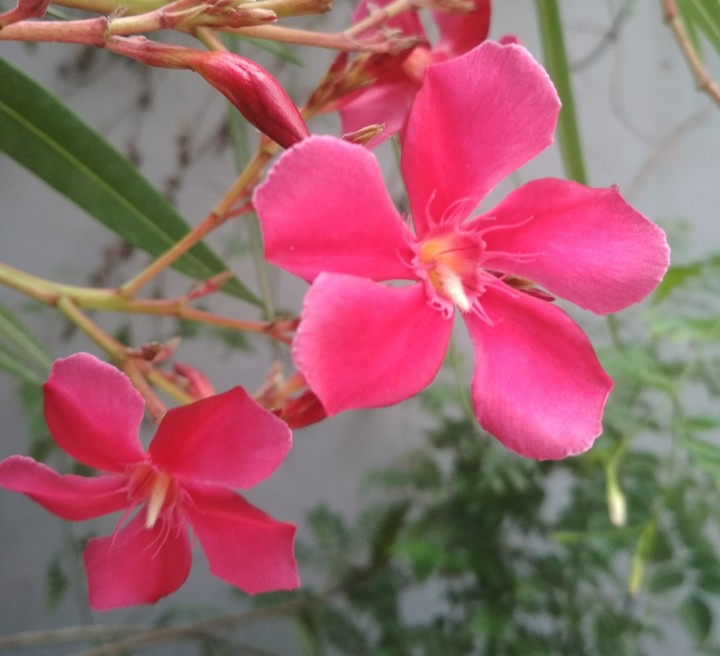 Flowers