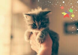 Котёнок
