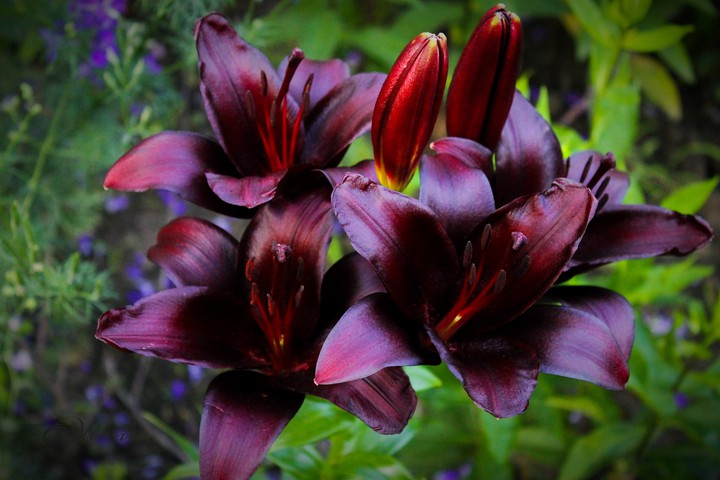 O.V. ❤️ from my garden