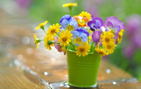 Colorful Flowers.