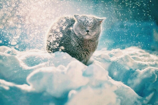 snow cat