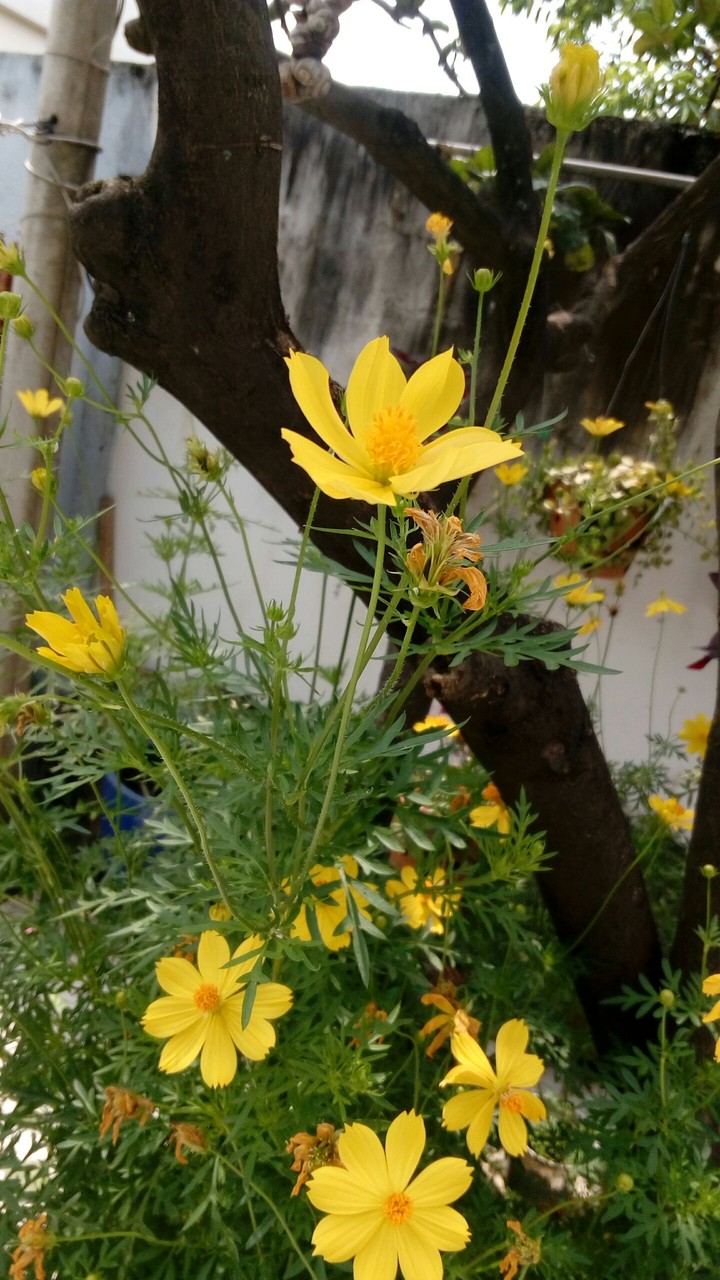Flowers 