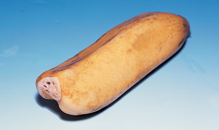 음식