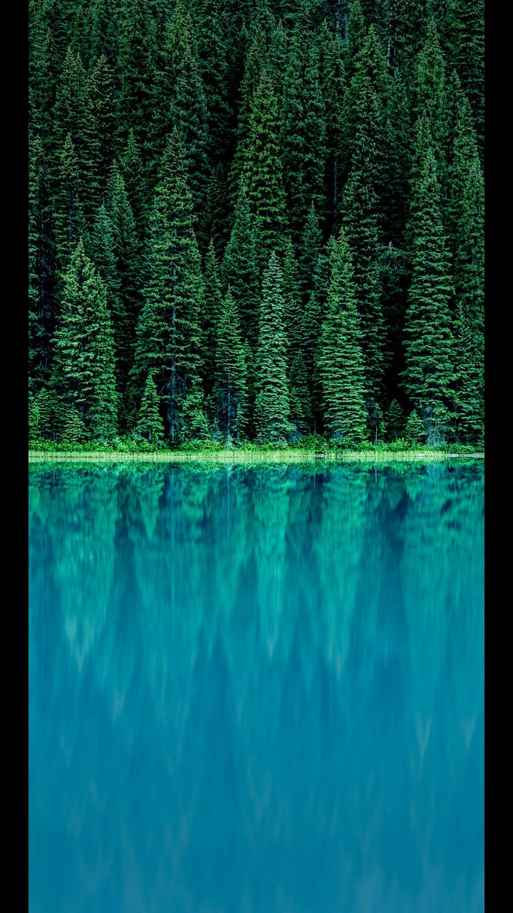 forrest