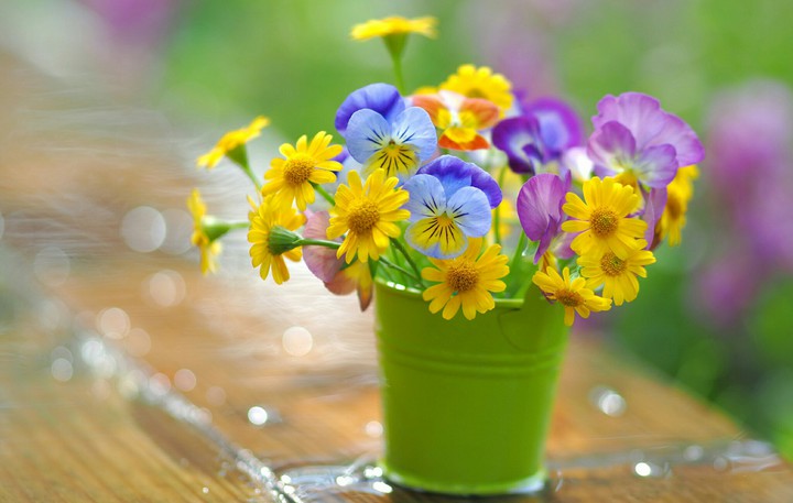 Colorful Flowers.