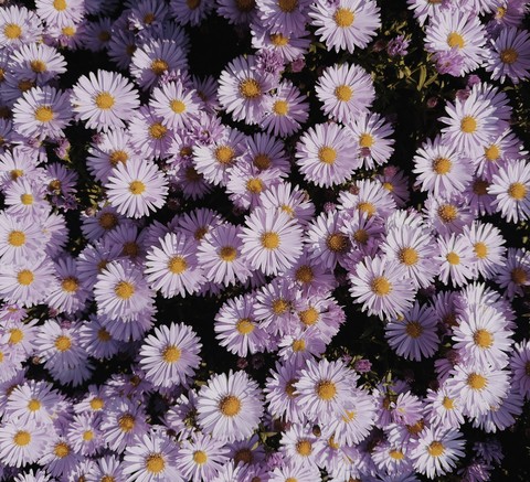 purple, flower Hintergrundbilder