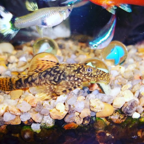fish fish fish