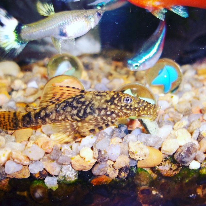 fish fish fish