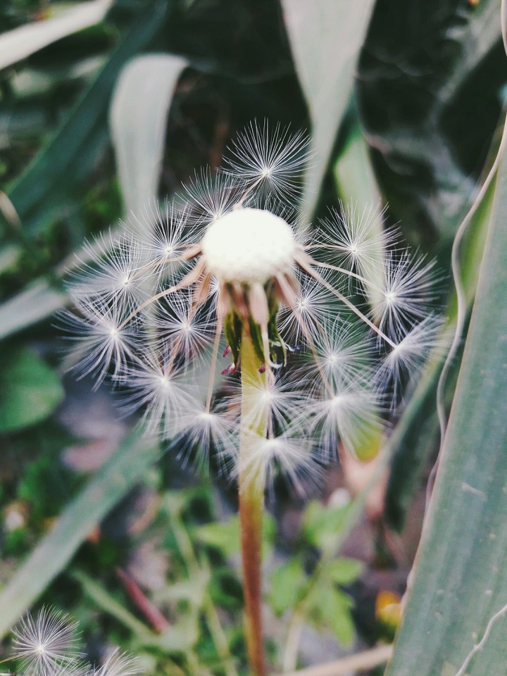 flora