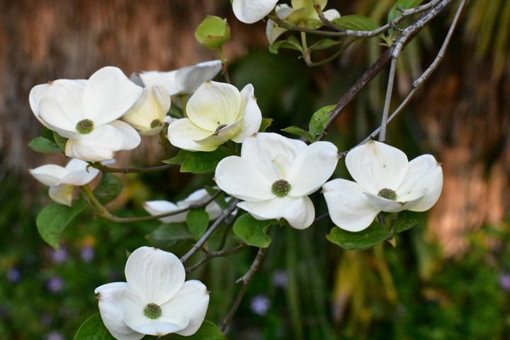 pretty white