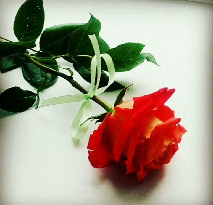 rose