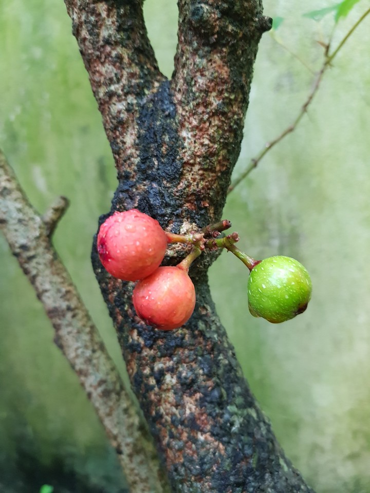Sân vườn