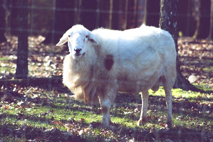 Baa Baa White Sheep