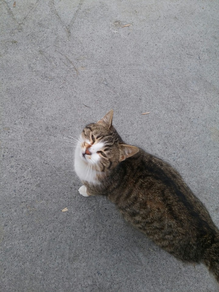 cat minnos