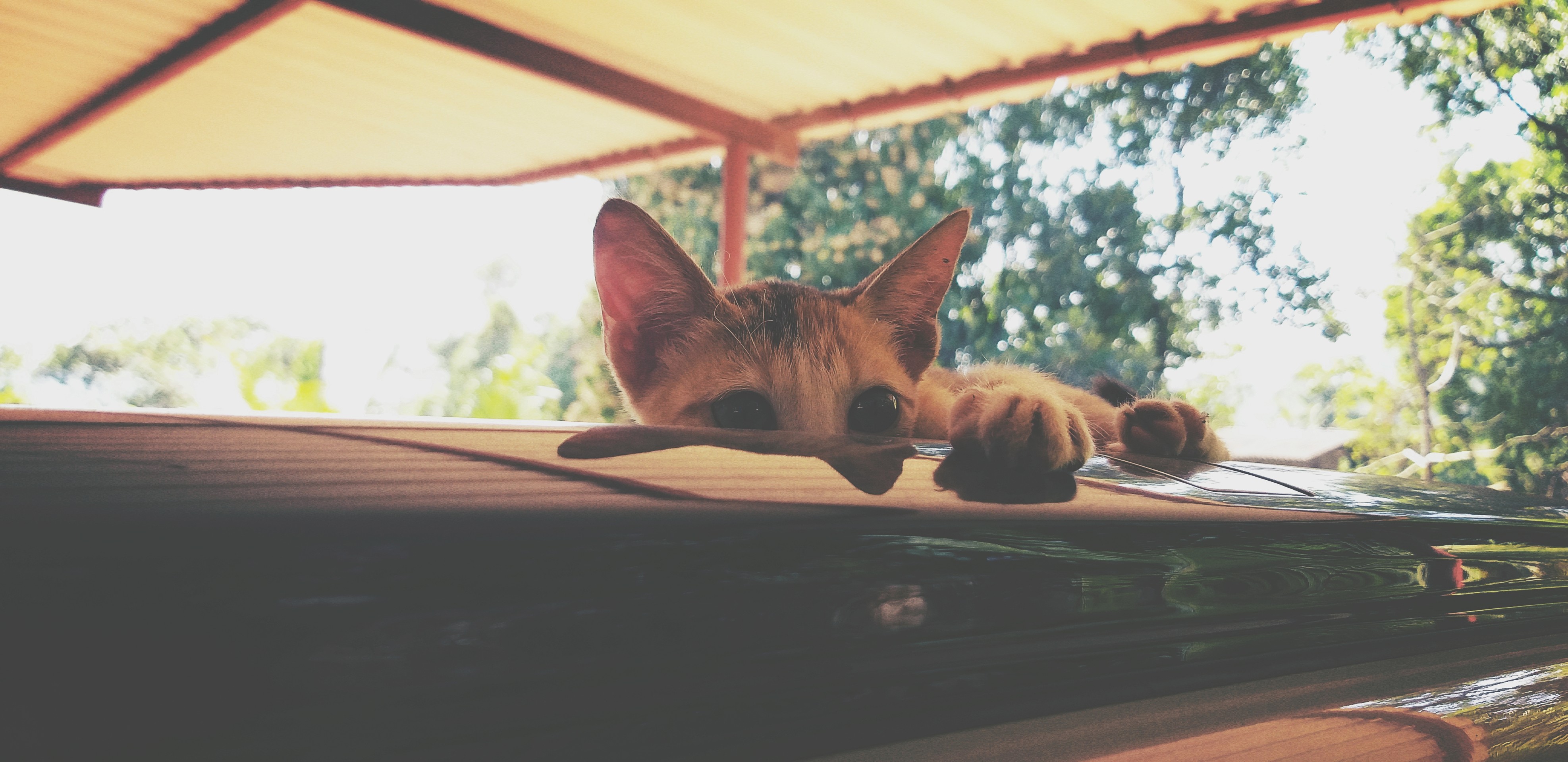 cat