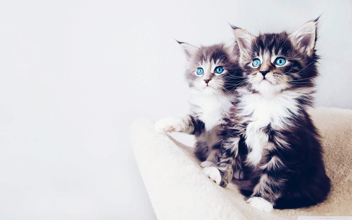 котики