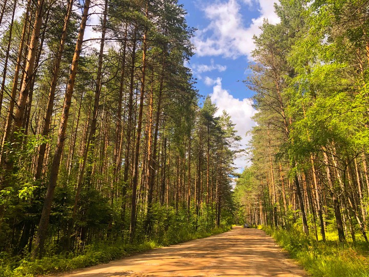 лесная дорога
