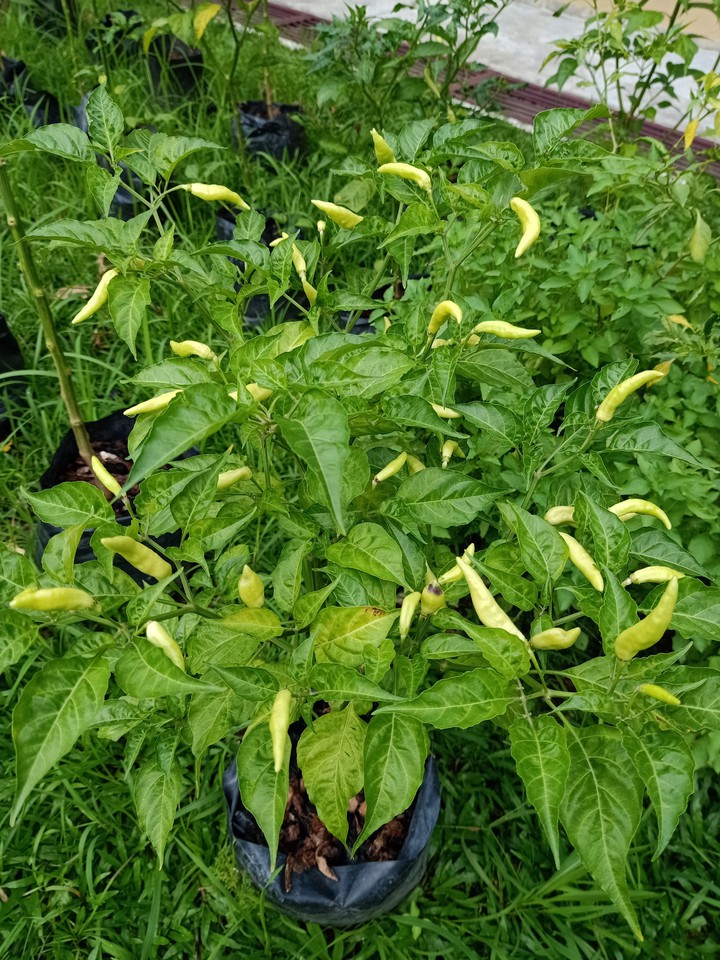 Green chili ?️