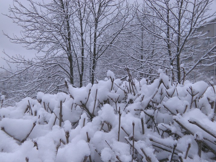 Magic winter