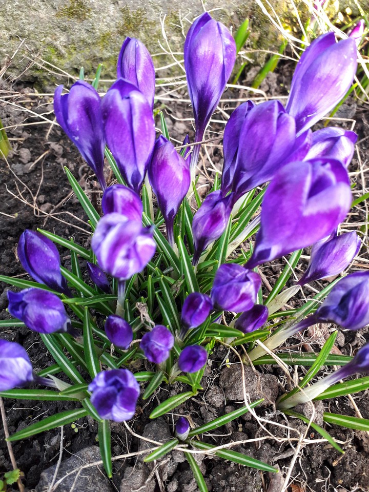 crocus