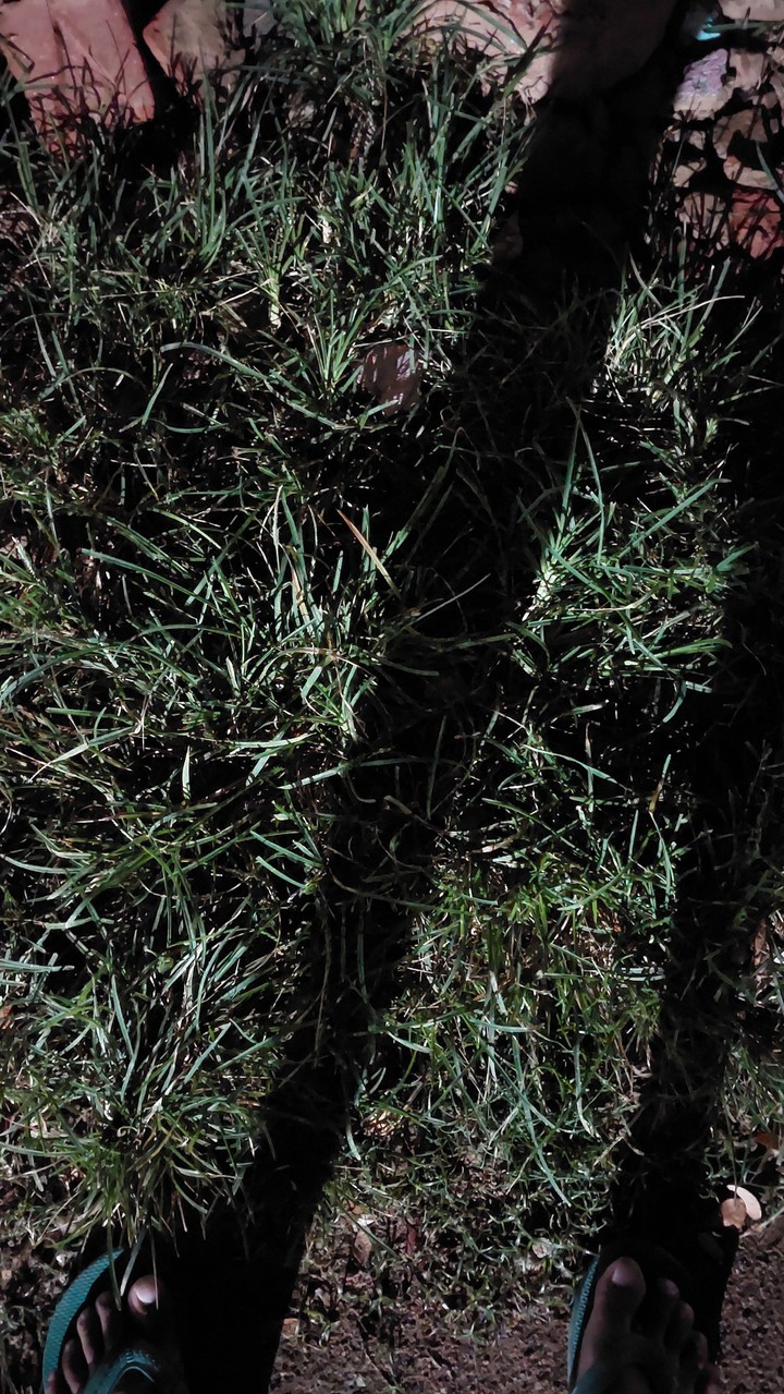 Grass shadow