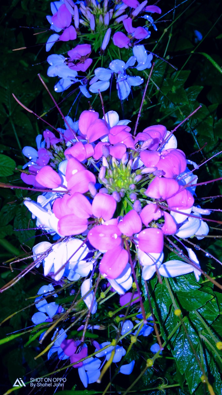 Mobile Photography
